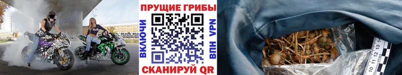 Галлюциногенные грибы мицелий  Купить  Новая Ладога 